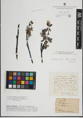 Foto von Salix lapponum L.